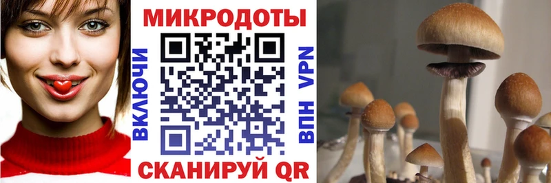 Галлюциногенные грибы Cubensis  Рыбное 